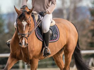 Ridning på elitnivå eller som hobby