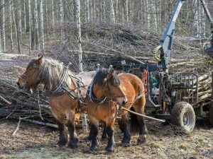 Arbetshästar i skogen